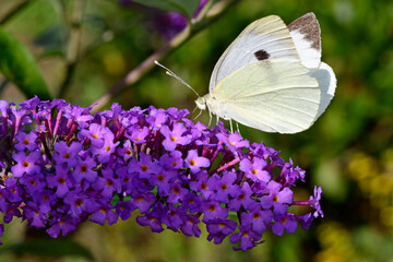 Poster - Großer Kohlweißling (Pieris brassicae) an einer Fliederblüte / large white on a lilac