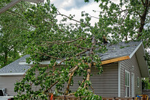 A Large Tree With Green Leaves Fallen On A Residential Rooftop During A Summer Storm