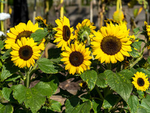 Dwarf Yellow Sunflowers, Variety Bambino, Flowering In A Garden