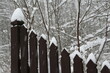 Ciemny drewniany płot z czapami śniegu na sztachetach pośród padającego śniegu na tle ośnieżonych gałęzi drzew Białowieskiego Parku Narodowego w niemal czarno – białej scenerii