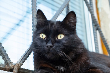 Close-up portrait of a black cat with yellow eyes on the background of a metal lattice