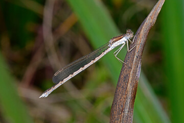 Sticker - Common winter damselfly / Gemeine Winterlibelle (Sympecma fusca)