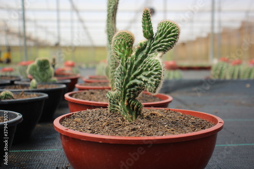 Cuadros en Lienzo Plantação e cultivo de várias espécies de cactos.