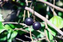 Ripe Purple Vitis Rotundifolia Muscadine Grapes On Vine In Sunshine	