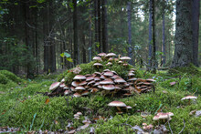 Armillaria Ostoyae Solidipes Mushroom Cluster In The Forest