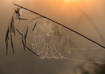 spider web with dew drops
