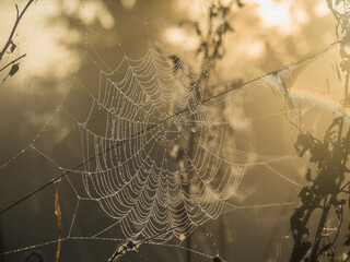 Wall Mural - spider web in the morning