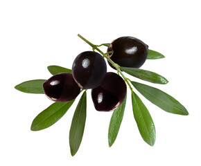 Wall Mural - dark olives on a branch with leaves on a white background