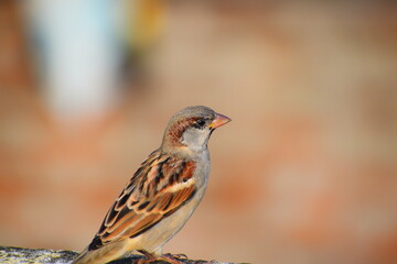 female house sparrow