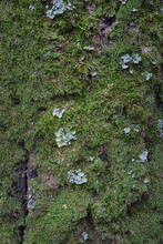 Tree Covered Bright Green Moss Lichen Bark, Texture