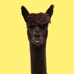 Wall Mural - Black funny alpaca on yellow background.