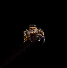 Close Up Image Of A Jumping Wolf Spider Resting On A Metal Stick