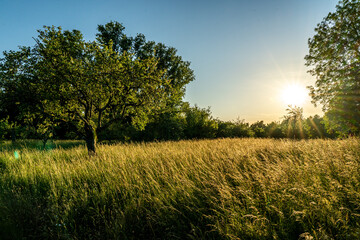 Wall Mural - sunset in a orchard meadow with trees and a crop field in the foreground