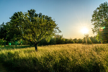 Wall Mural - sunset in a orchard meadow with trees and a crop field in the foreground