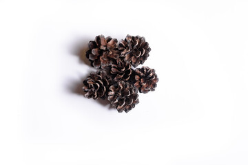 pine cones on white background