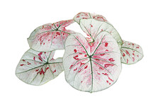 White Foliage With Red Speckles And Green Veins Heart Shaped Fancy Leaf Of Caladium Tropical Foliage Plant Leaves Popular Houseplant Isolated On White Background With Clipping Path.