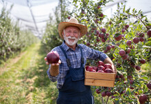 Farmer With Crate Of Red Apples In Modern Orchard