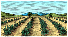 Agave Field. Vintage Retro Landscape. Harvesting For Tequila Making. Engraved Hand Drawn Sketch. Woodcut Style. Vector Illustration For Menu Or Poster.