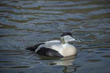 Male Eider duck 
