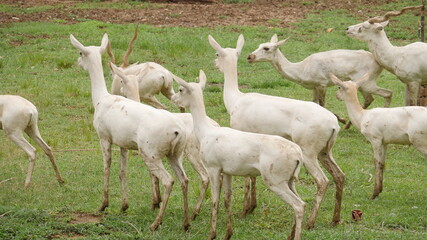 rare white deer breed in india , wildlife of india , animals in india , deer in india 