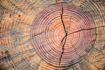  Rough old tree growth ring texture