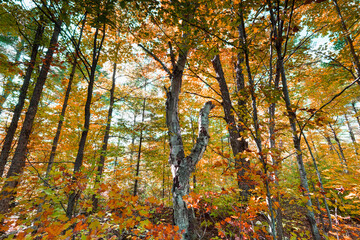Wall Mural - autumn and fall landscapes in rural ontario canada just within the boundaries of puzzle lake provinc