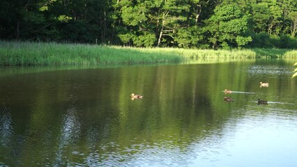 Sticker - Natural landscape with wild ducks on the lake. Wildlife.