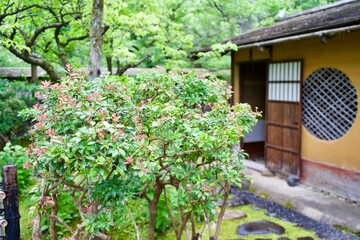 Wall Mural - The Japanese tea house with bush.