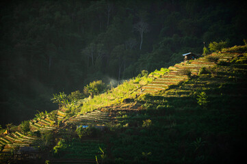 Sticker - On a hill in the forest, in the morning, the sun shone down to create a beautiful landscape, a farmer working on a plantation. At Doi Ang Khang Chiang Mai Province Thailand