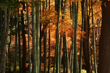 Sticker - Natural background material / Bamboo forest