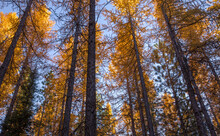 Beautiful, Golden Yellow Larch Trees In The Blewett Pass Area Of Washington State In Autumn
