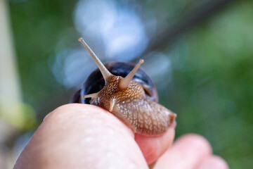 A large snail on a human hand. Pet, cosmetology and useful properties. A snail from the Helicidae family.