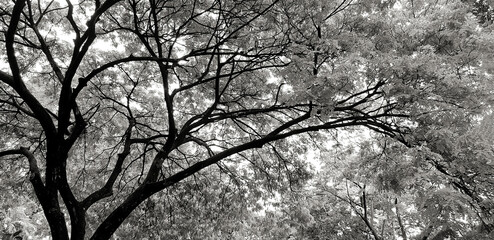 Beautiful branch of tree with green leaves for background at park garden in black and white tone. Beauty of nature, plant growing and Natural Wallpaper concept