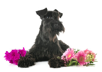 Wall Mural - miniature schnauzers in studio