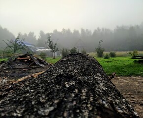 tree in the forest