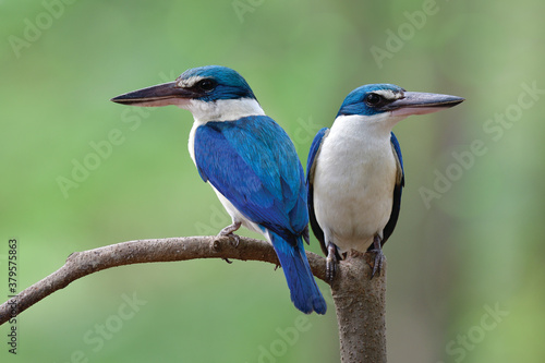 Fotomural exotic beautiful blue birds in sweet moment
