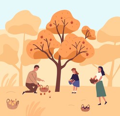 Wall Mural - Cute family picking apples in garden vector flat illustration. Happy mother, father and daughter gathering fruits from tree together. People putting organic seasonal growth edible plants in baskets