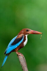 Wall Mural -  white-throated kingfisher picking a flying termite or Alate insect to feed its chicks