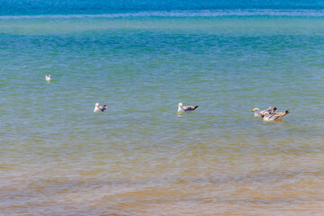 Wall Mural - Flock of seagulls swimming in the Black sea