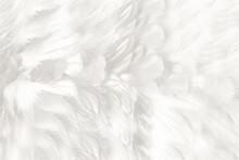 Beautiful White Feather Pattern Texture Background