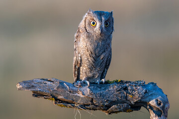 European Scops Owl Otus scops, sitting on a branch