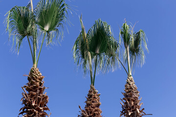 Just cuted green palm trunk background with clipped branches