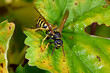 Wespe // Wasp (Polistinae) 