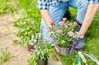 © Syda Productions - gardening and people concept - woman planting rose flowers at summer garden