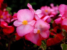 Pink Flowers Of Begonia Potted Plant Close Up
