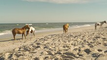 Four Wild Horses Hanging Out On The Beach