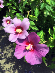 Three pink Hibiscus Flowers, sunny