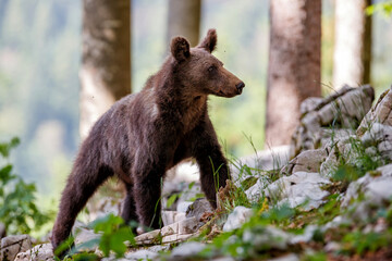 Wall Mural - wild brown bear walking and searching for food in the forest and mountains of the notranjska region 