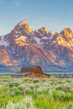 The Abandoned Barn In The Mormon Row, Wyoming With Grand Tetons View.