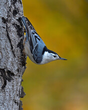 A Male White-breasted Nuthatch Clings To A Tree Trunk While It Surveys The Surroundings - Ottawa, Canada
